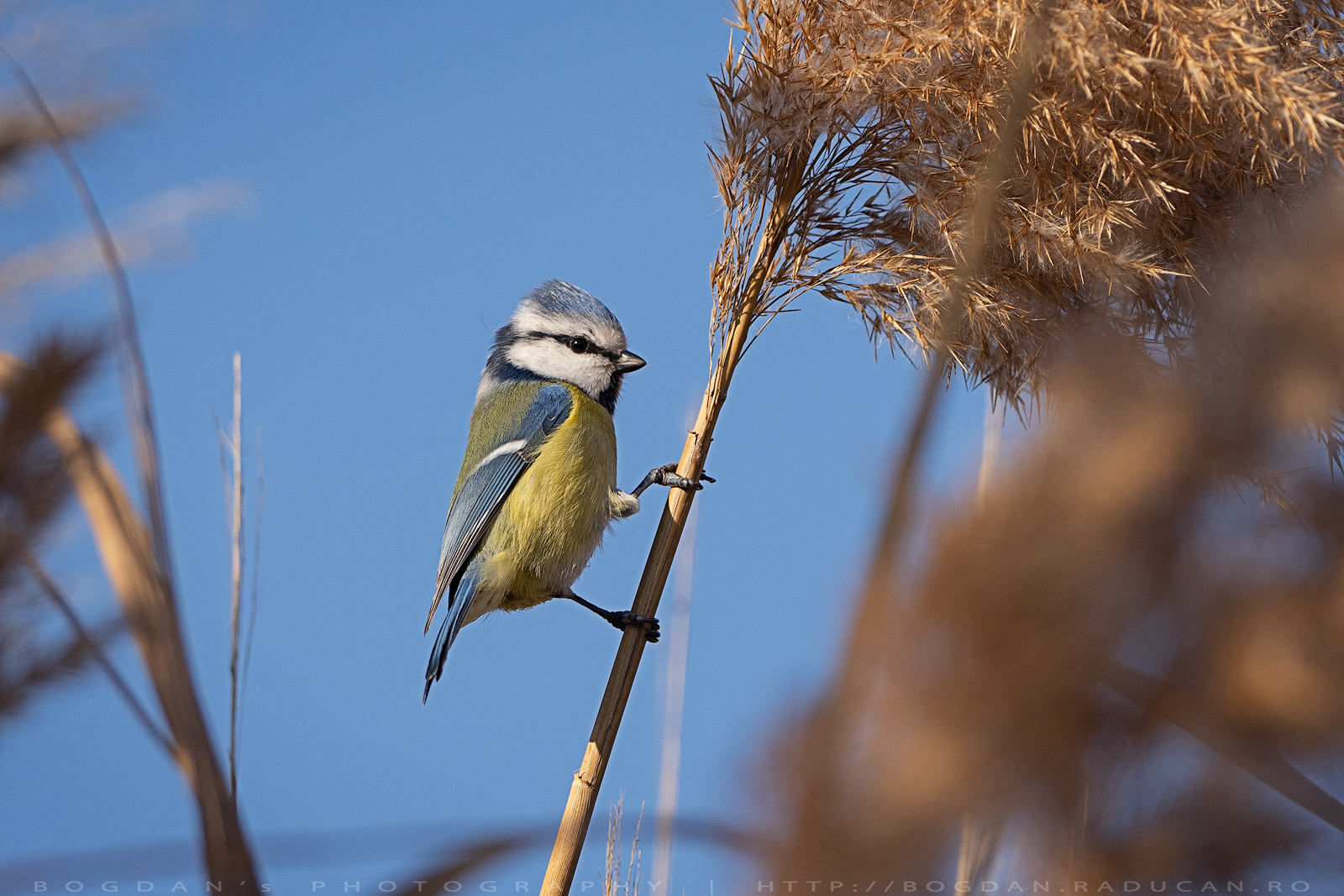 Pițigoi albastru / Blue tit